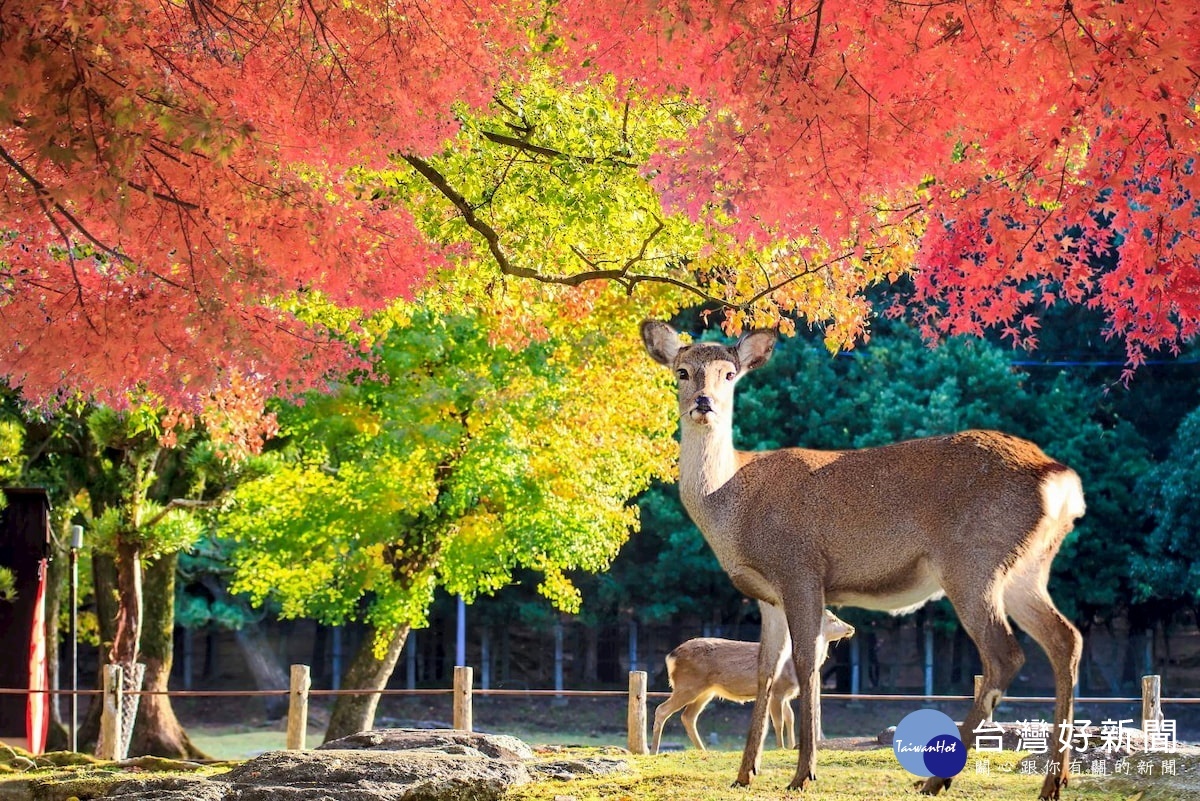 奈良的梅花鹿公園裡面一共有近千隻的野生梅花鹿。(圖/暢遊旅行社提供)