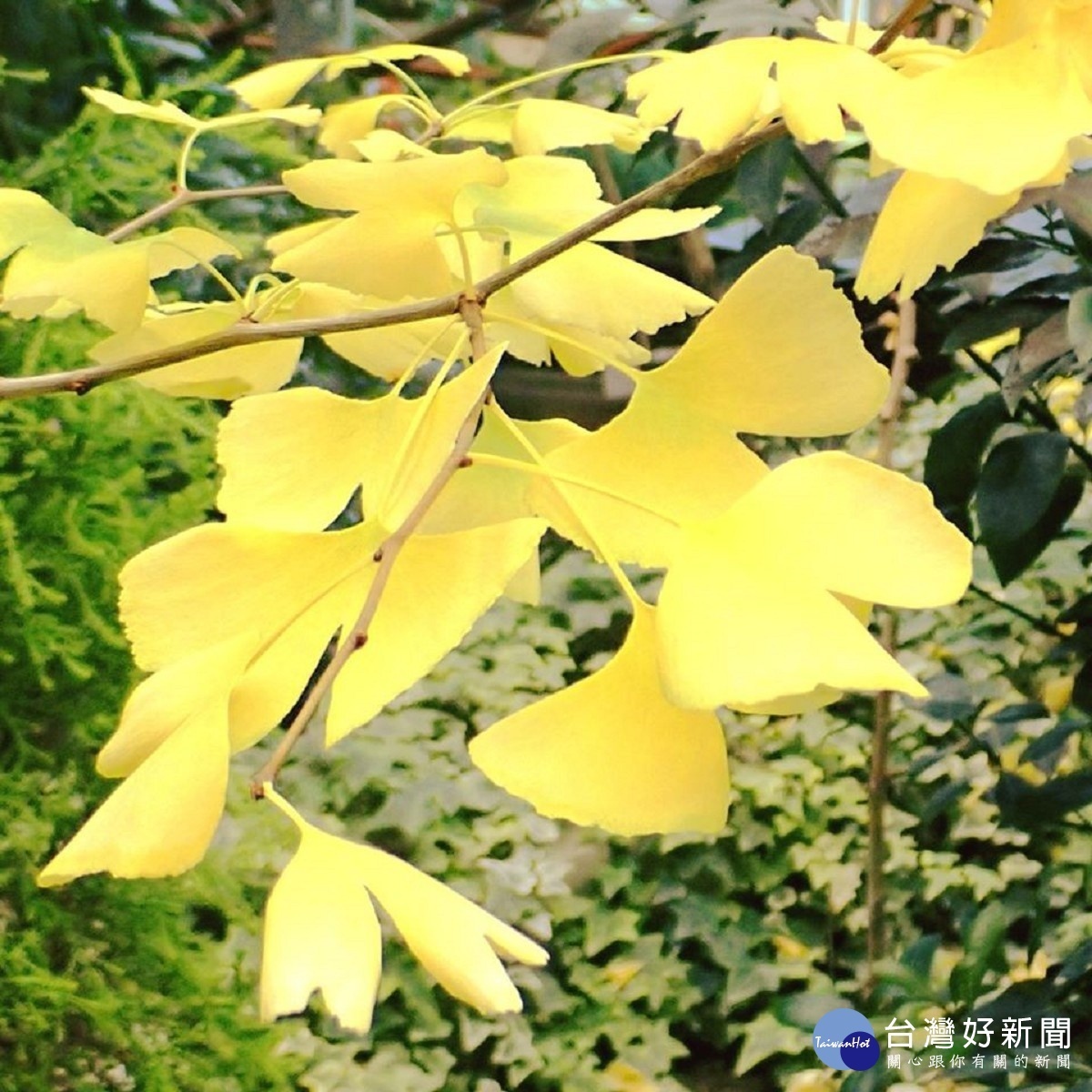 銀杏夏季葉色嫩綠、秋冬季黃色非常美觀。(圖/台北市公園處提供)
