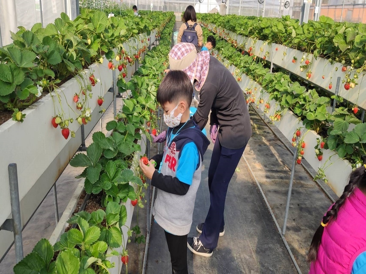 文德國小耶誕前夕玩食農　草莓園採草莓慶耶誕