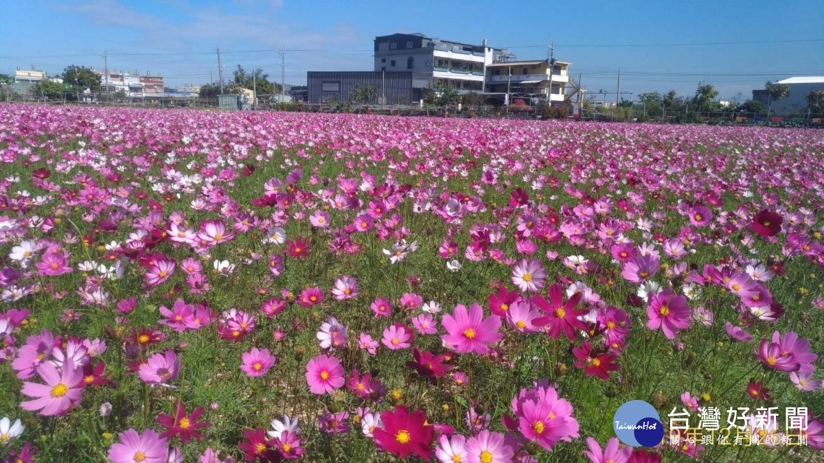 2020春遊彰化賞花海,悠遊美麗的農田景觀。