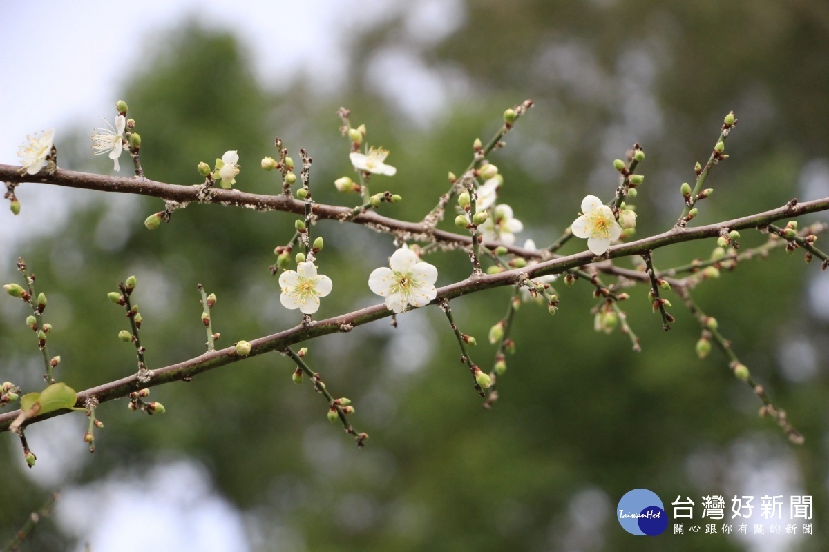 朵朵寒梅開在枝頭清新脫俗(圖/台北市公園處提供)