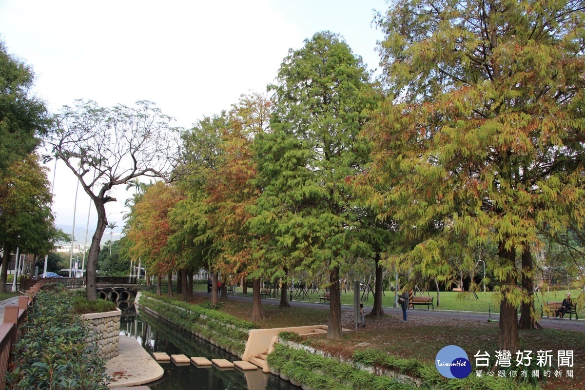落羽松種於水邊倒映美景(圖/台北市公園處提供)