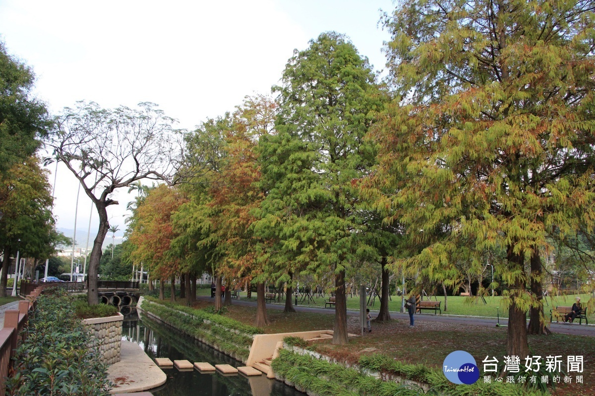 落羽松種於水邊倒映美景（圖／台北市公園處提供）