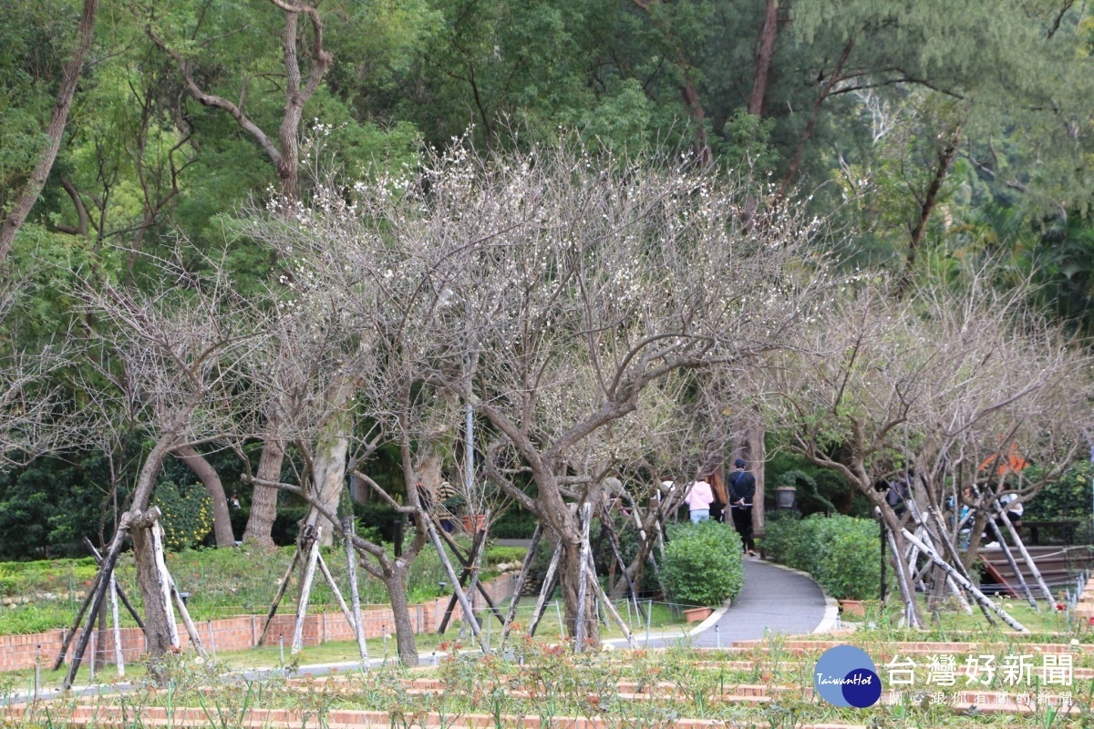 士林官邸玫瑰園中梅花悄悄綻放（圖／台北市公園處提供）