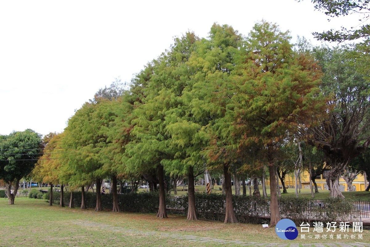 士林官邸靠中山北路的落羽松(圖/台北市公園處提供)