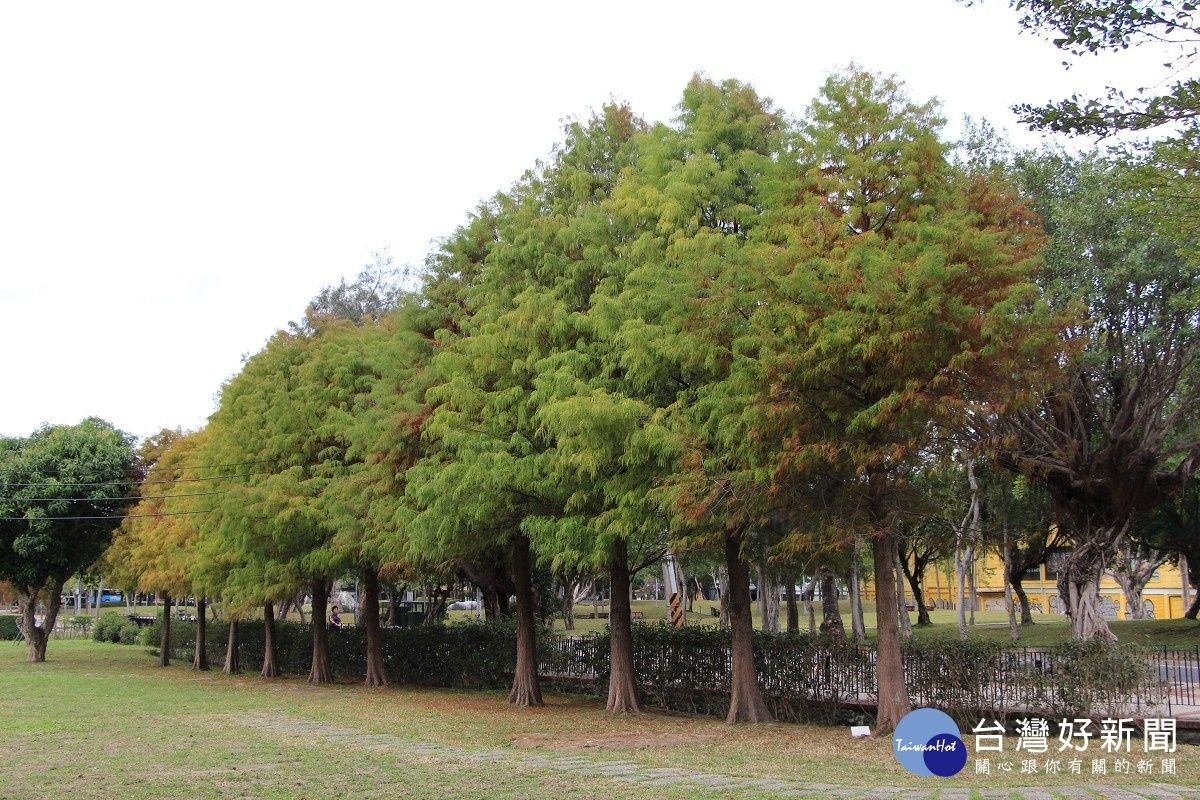 士林官邸靠中山北路的落羽松（圖／台北市公園處提供）