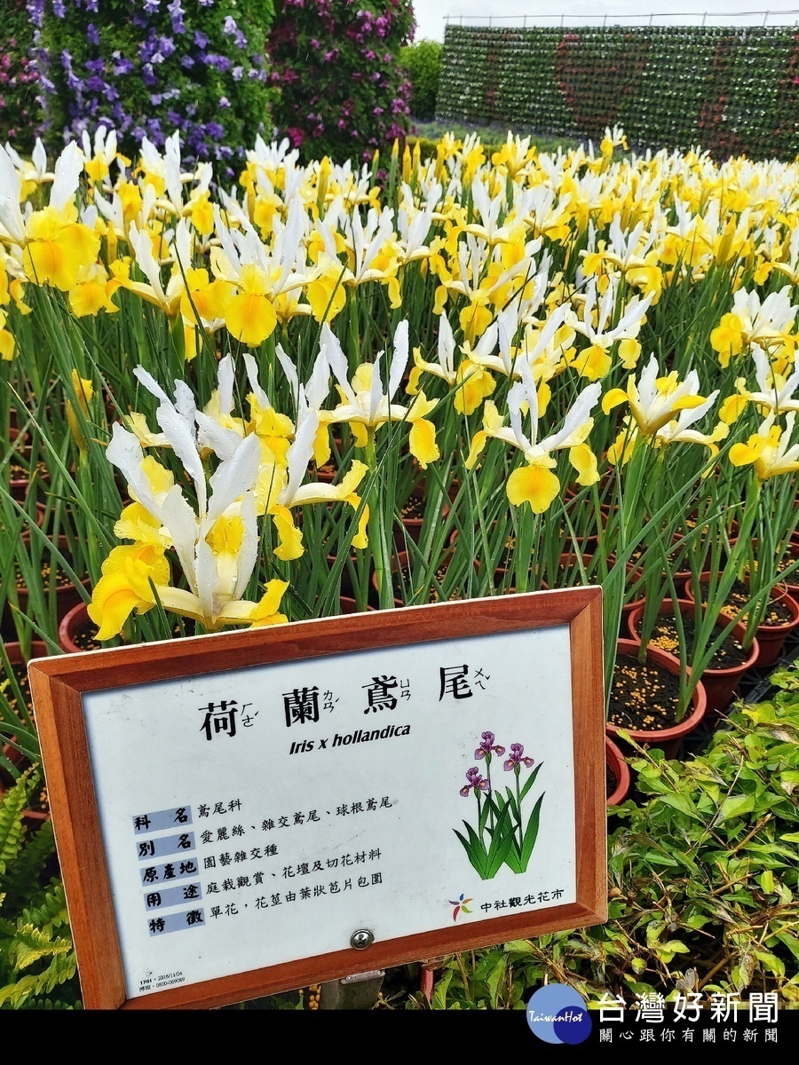 黃白双色的「荷蘭鳶尾花」在國內很罕見