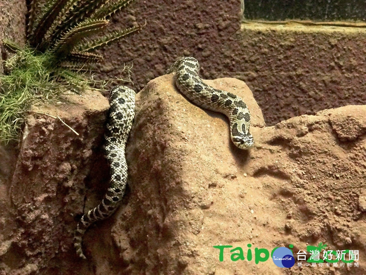 蛇界的影帝豬鼻蛇 威嚇 不成就原地 裝死 蕃新聞