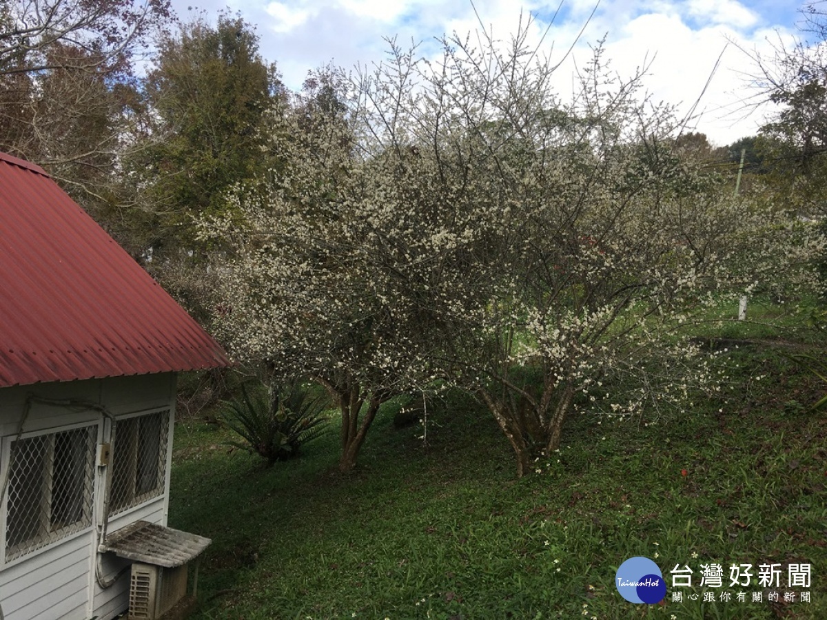 場區內多處賞梅路徑，讓讓民眾在賞花之際可以欣賞冬季山林景緻。（圖/記者王丰禾攝）