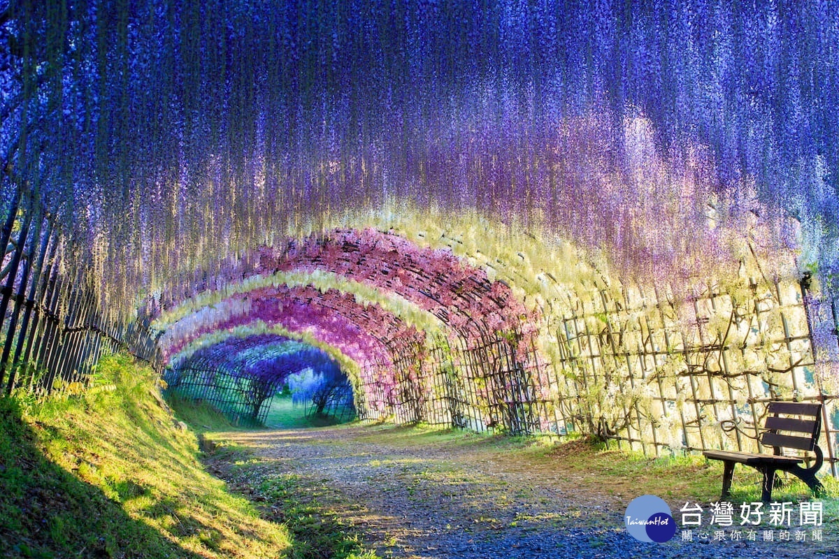 河內藤園被CNN列為日本最美麗的31個地方之一。（圖／喜鴻假期提供）
