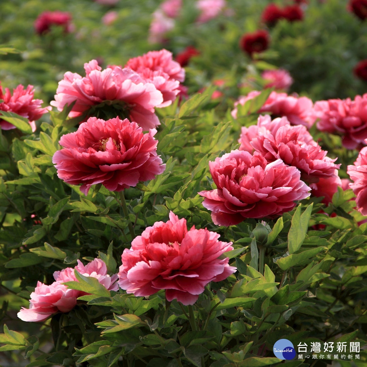 荷澤栽種牡丹已有近千年歷史，尤以明清兩代最為盛行。（圖／喜鴻假期提供）