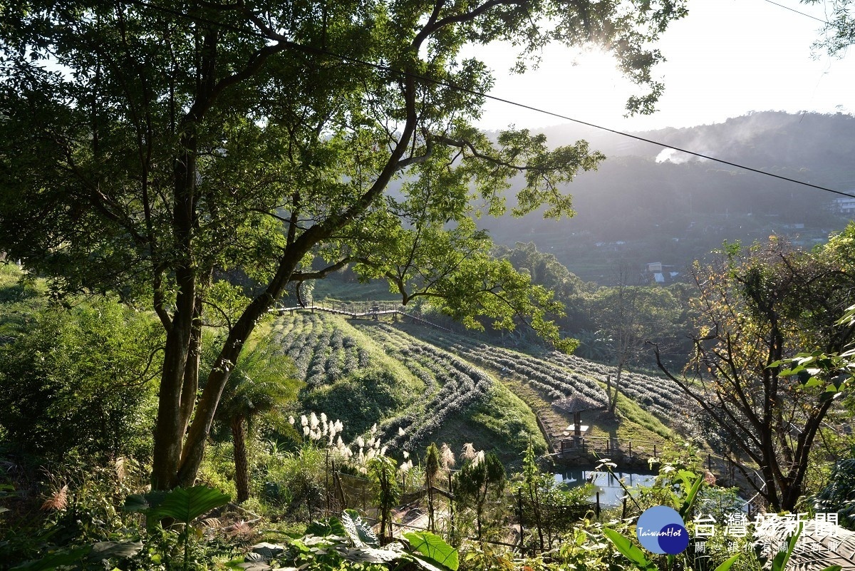 貓空水土保持茶園美景(圖/台北市大地處提供)