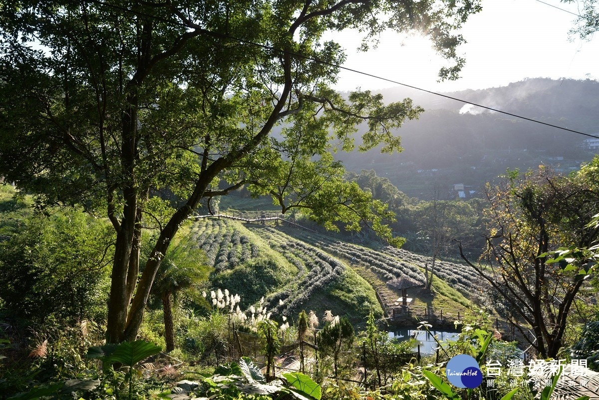 貓空水土保持茶園美景（圖／台北市大地處提供）