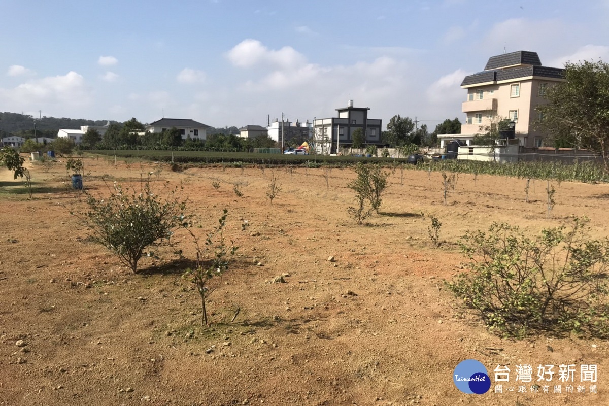 受到樹種混雜、病蟲害等因素影響,桃園市苦茶油樹種植面臨發展困境。