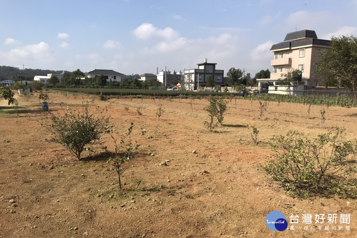 受到樹種混雜、病蟲害等因素影響，桃園市苦茶油樹種植面臨發展困境。