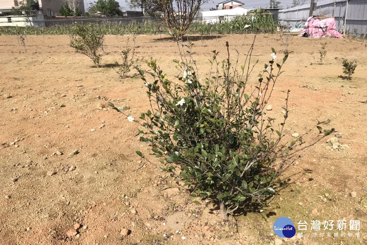受到樹種混雜、病蟲害等因素影響,桃園市苦茶油樹種植面臨發展困境。