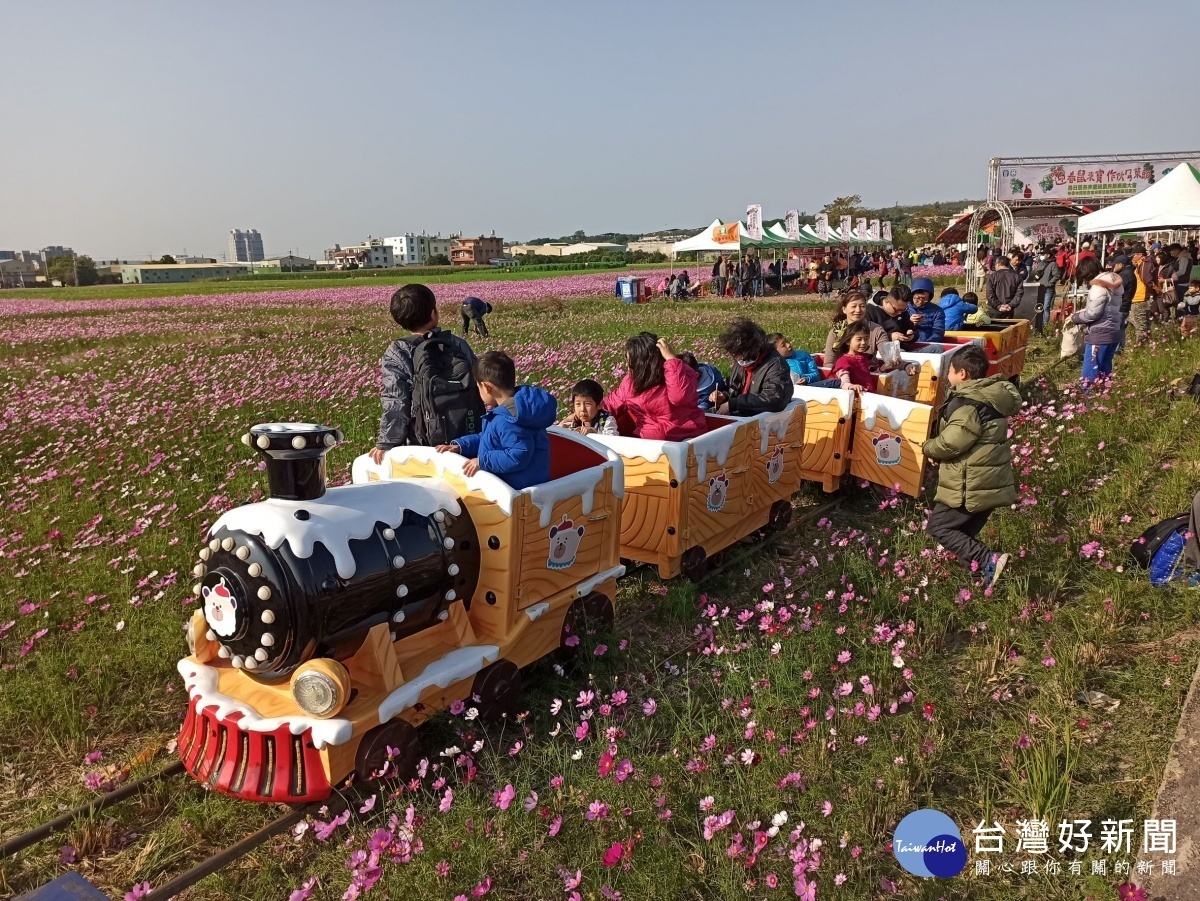 波斯菊、向日葵綻放　台中烏日學田農田花海引人潮（圖／台中市農業局提供）