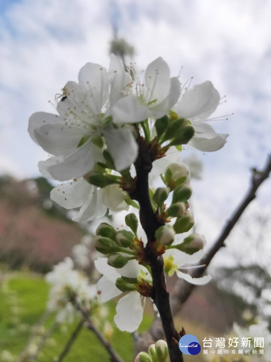 東勢林場內還有一區的李花也同時綻放，雪白的李花，與櫻花爭艷。（圖/記者王丰禾攝）