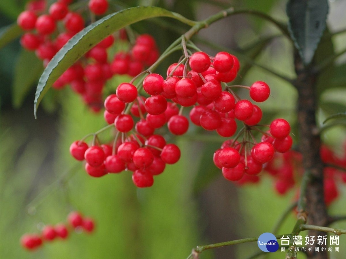 硃砂根又名萬兩金、黃金萬兩、富貴籽,是春節最喜氣的花卉。(圖/台北市公園處提供)