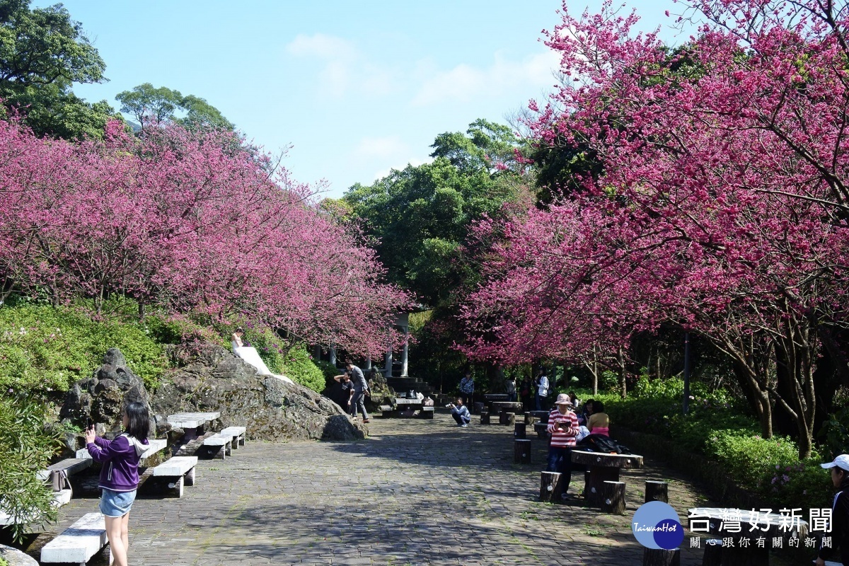 去年陽明山花季櫻花盛開(圖/台北市公園處提供)