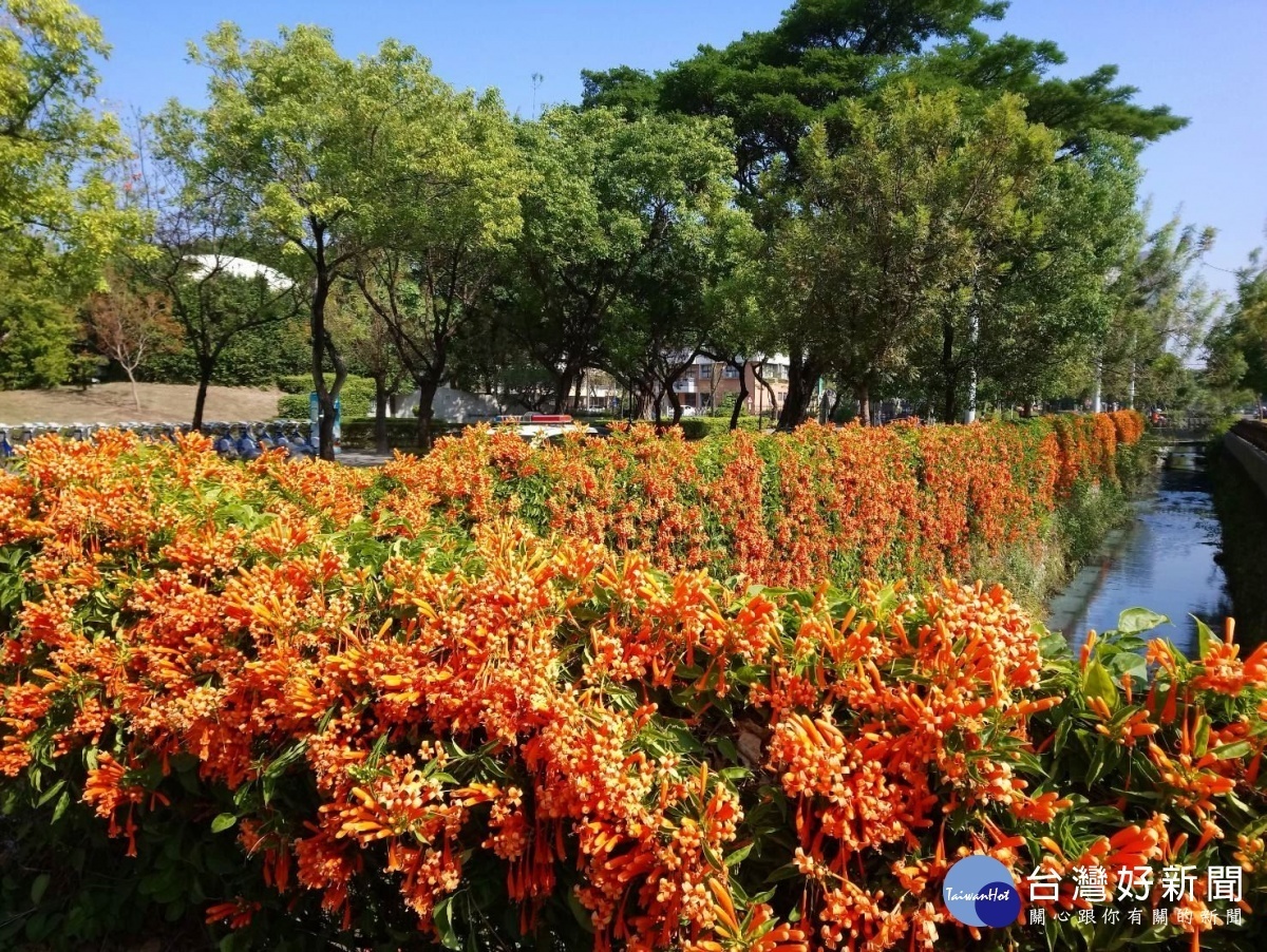 四維大排炮仗花(圖/高雄市政府提供)