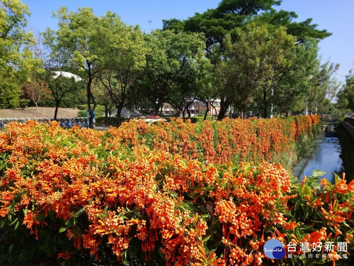 四維大排炮仗花（圖／高雄市政府提供）