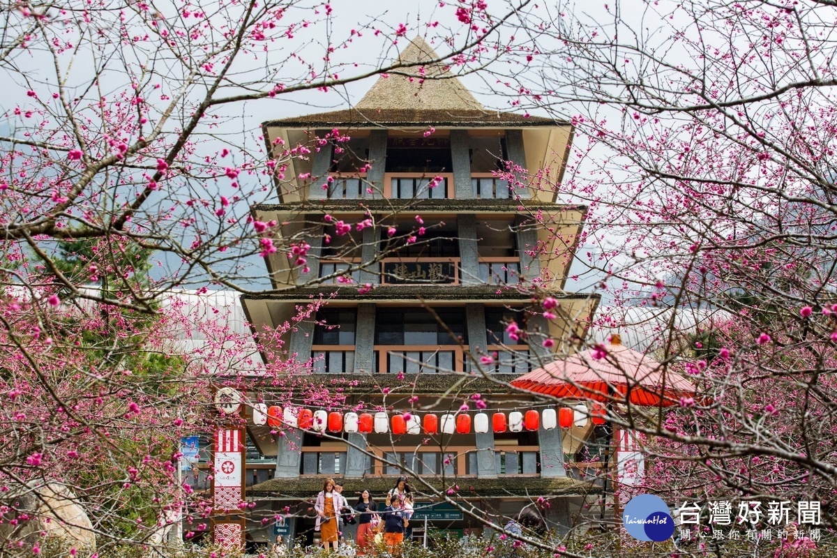 九族文化村觀山樓前的櫻花。