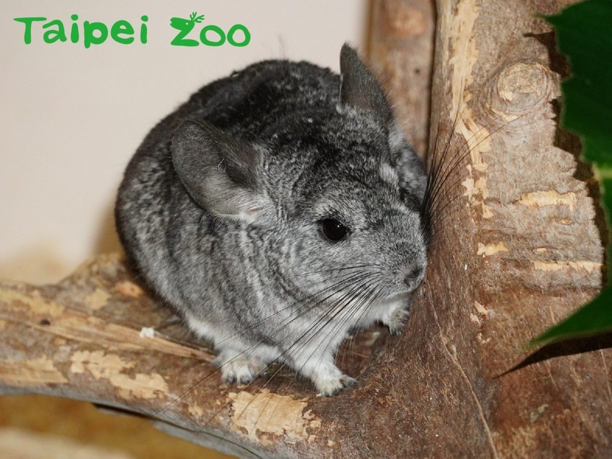 2020迎來生肖鼠年(絨鼠)(圖/台北市立動物園提供)