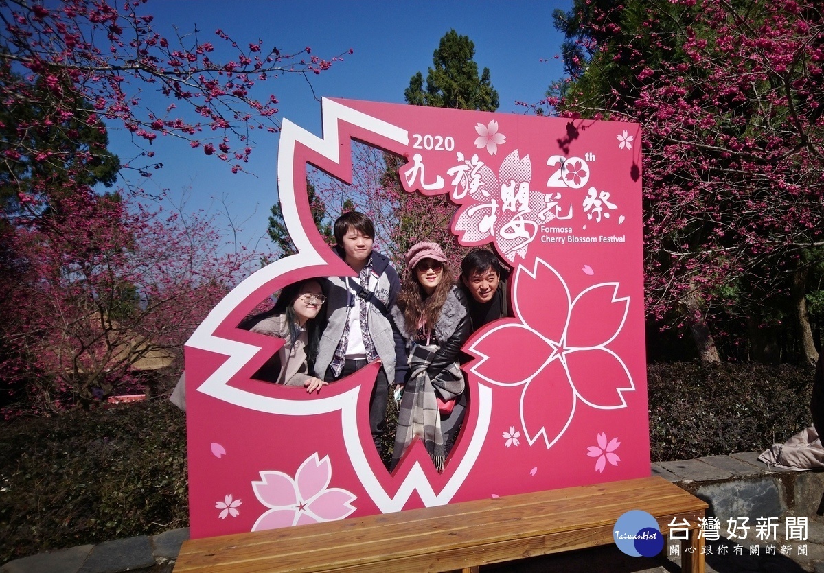 遊客在櫻花樹下留影。(圖/記者吳素珍攝)