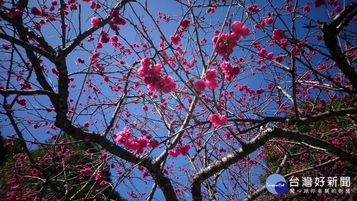 觀山樓附近的櫻花開得好美。（圖／記者吳素珍攝）