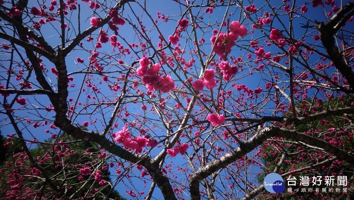 觀山樓附近的櫻花開得好美。(圖/記者吳素珍攝)