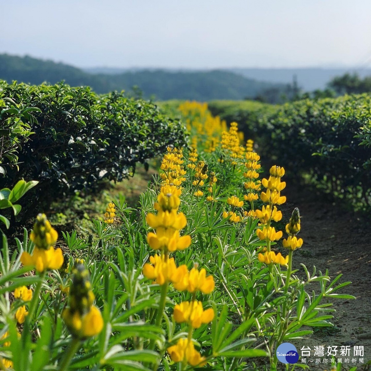 三水茗園魯冰花已悄悄盛開,預計2月中旬最美