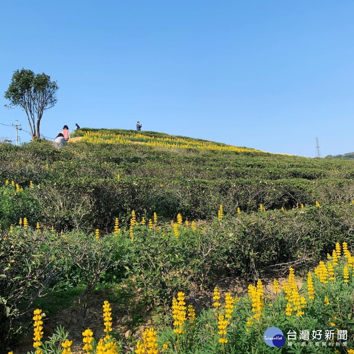 三水茗園魯冰花已悄悄盛開,預計2月中旬最美
