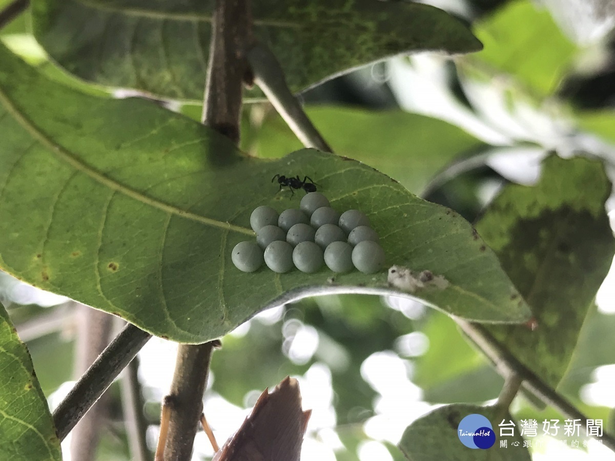 荔枝椿象越冬成蟲已甦醒 呼籲農民把握防治最佳關鍵期