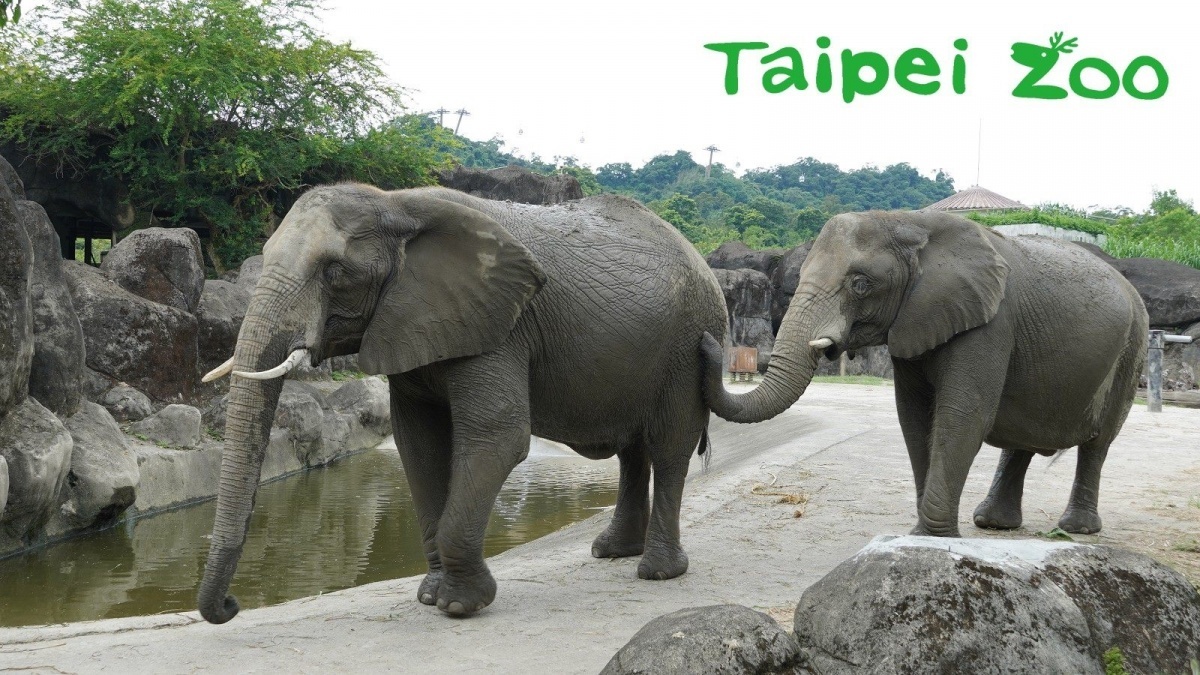 動物園非洲象新教室開課 千惠 美代 上課趣 Yahoo奇摩汽車機車 動物園非洲象新教室開課 千惠 美代 上課趣 Yahoo奇摩汽車機車