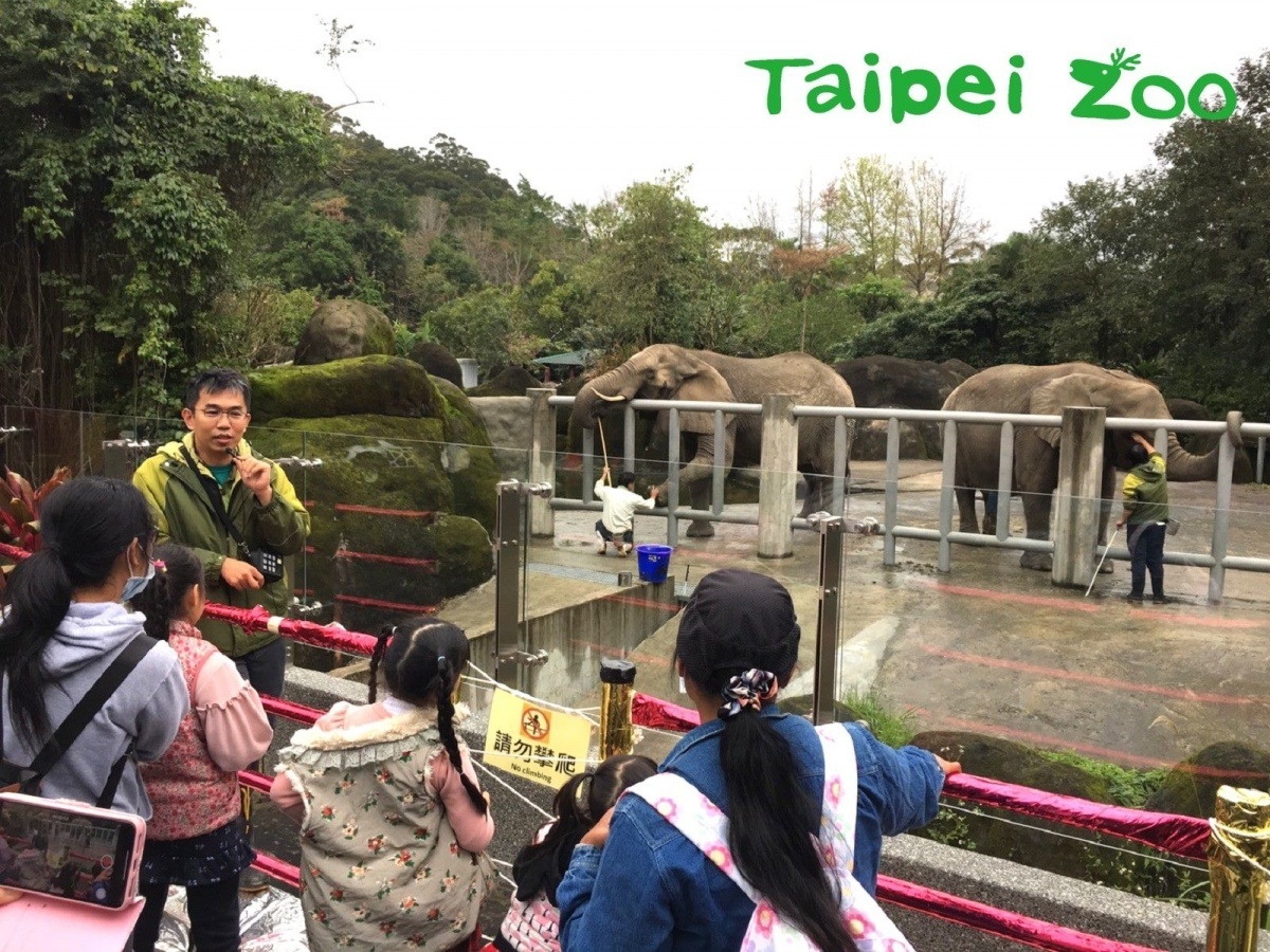 非洲象新教室開課囉!(李沛縈攝)(圖/台北市立動物園提供)