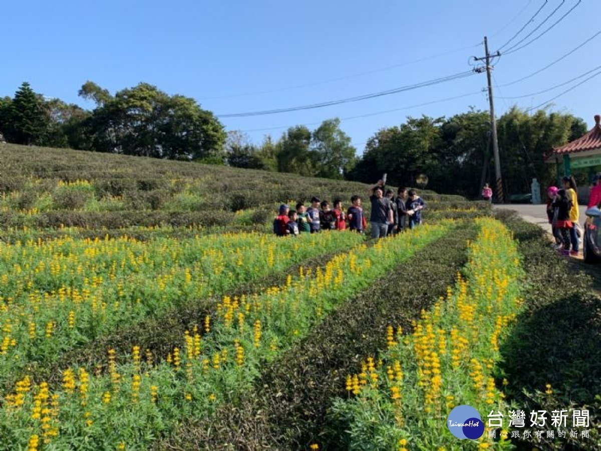 桃園龍潭魯冰花綻放好心情 賞花人潮湧入