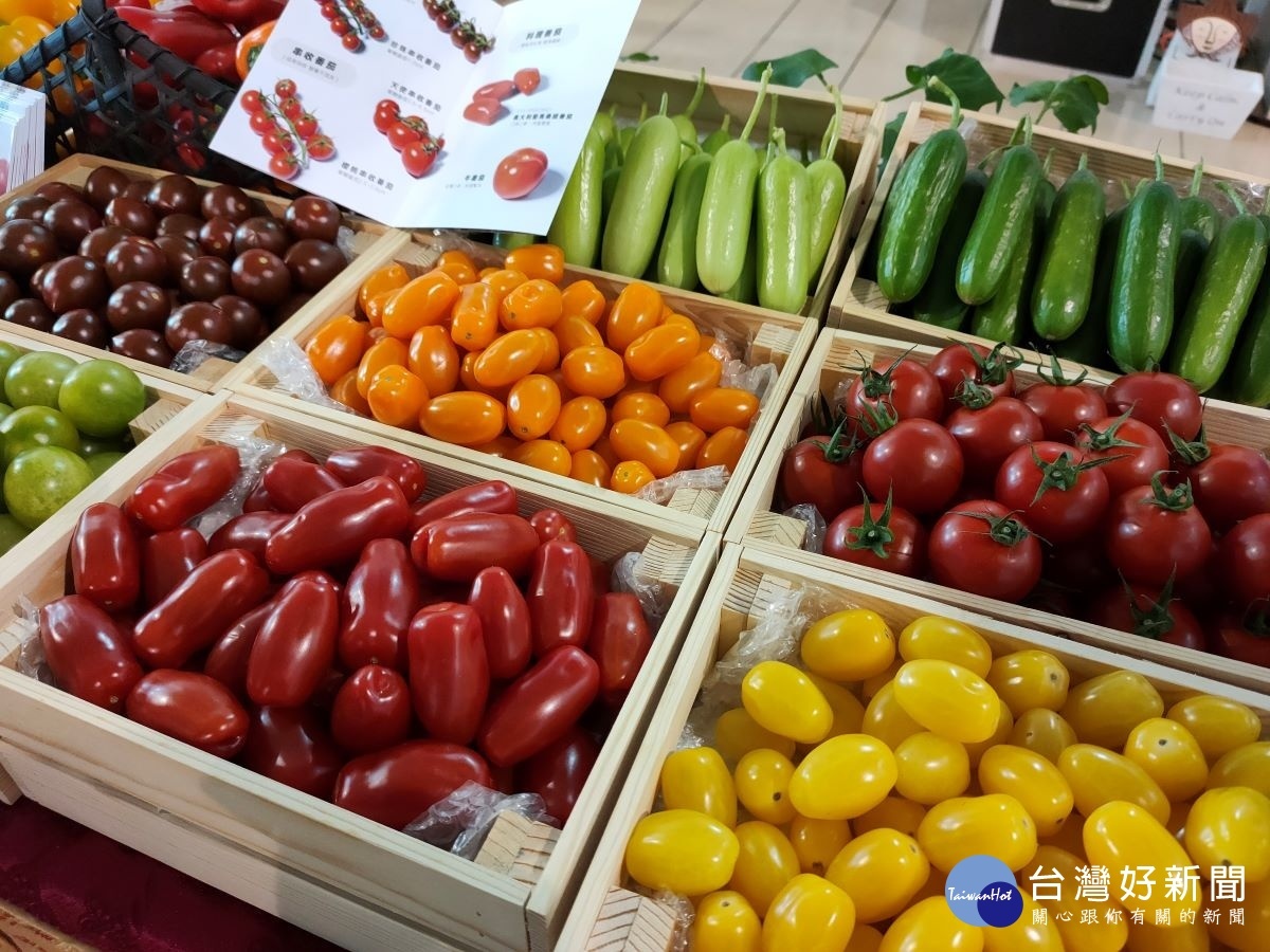 「彰化優鮮」農產在「小三美日」平台正式上架。圖為彰化溪洲青農番茄方舟所種植的有機番茄。圖/記者鄧富珍攝