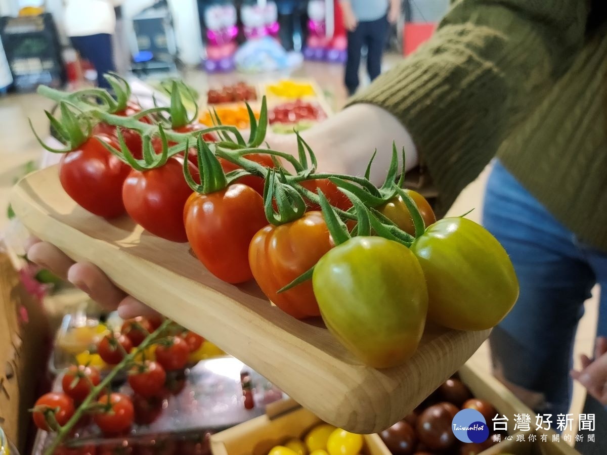 青農番茄方舟所生產的「草莓番茄」形狀與草莓的形貌相似，取名之。圖／記者鄧富珍攝