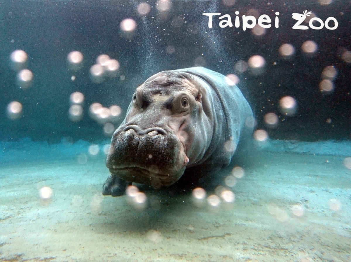河馬一次換氣就可以潛水長達5分鐘以上。(圖/台北市立動物園提供)
