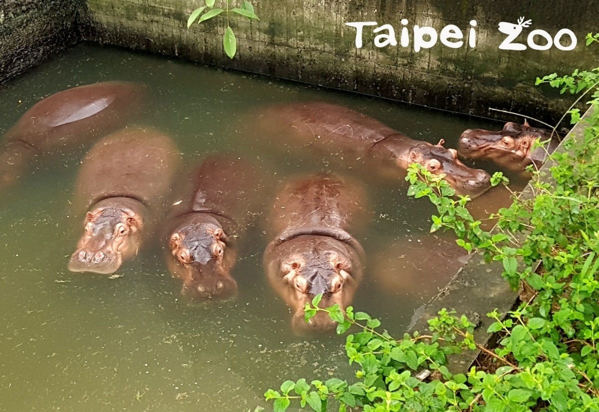 河馬連睡覺時也是待在水裡的唷!(圖/台北市立動物園提供)
