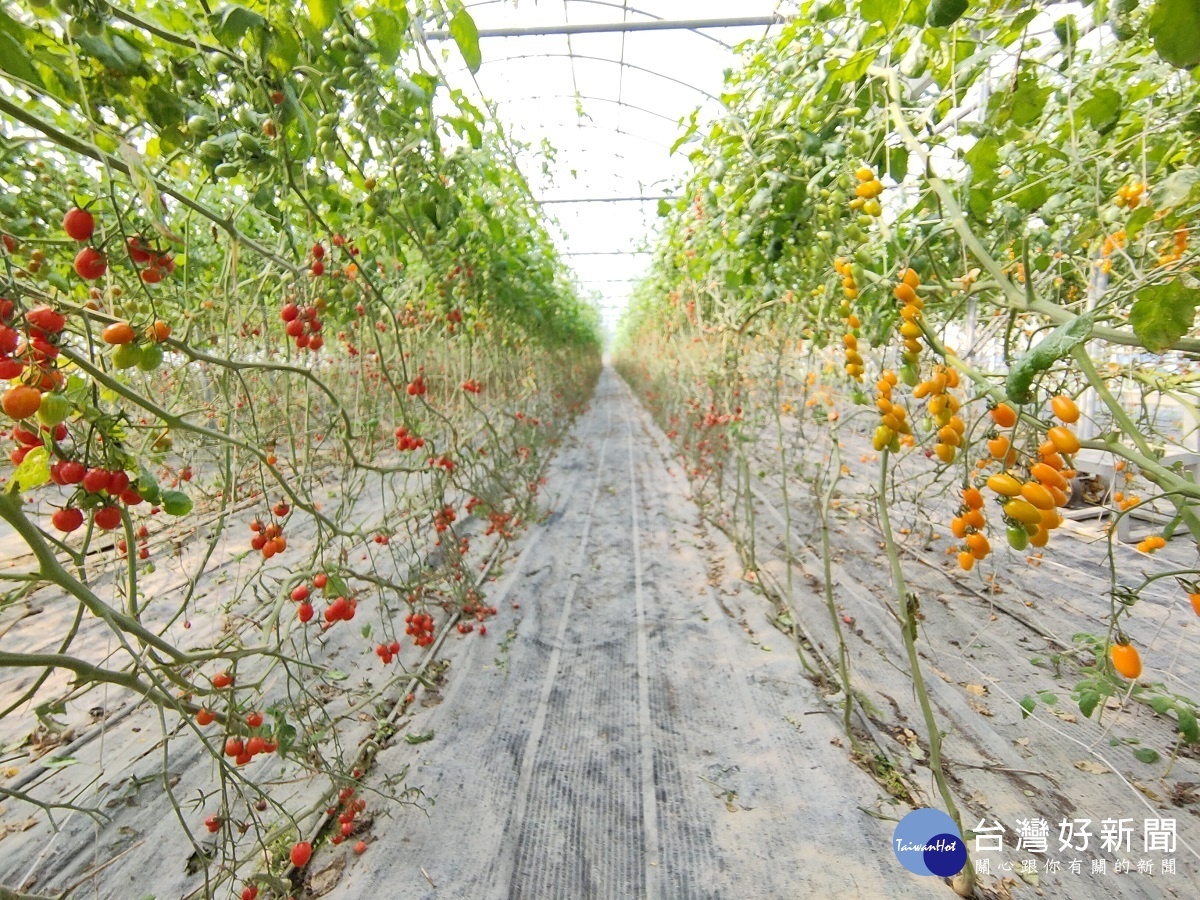 小果番茄冠軍果園觀摩取經 ，縣長王惠美推薦彰化優鮮番茄。圖／記者鄧富珍攝