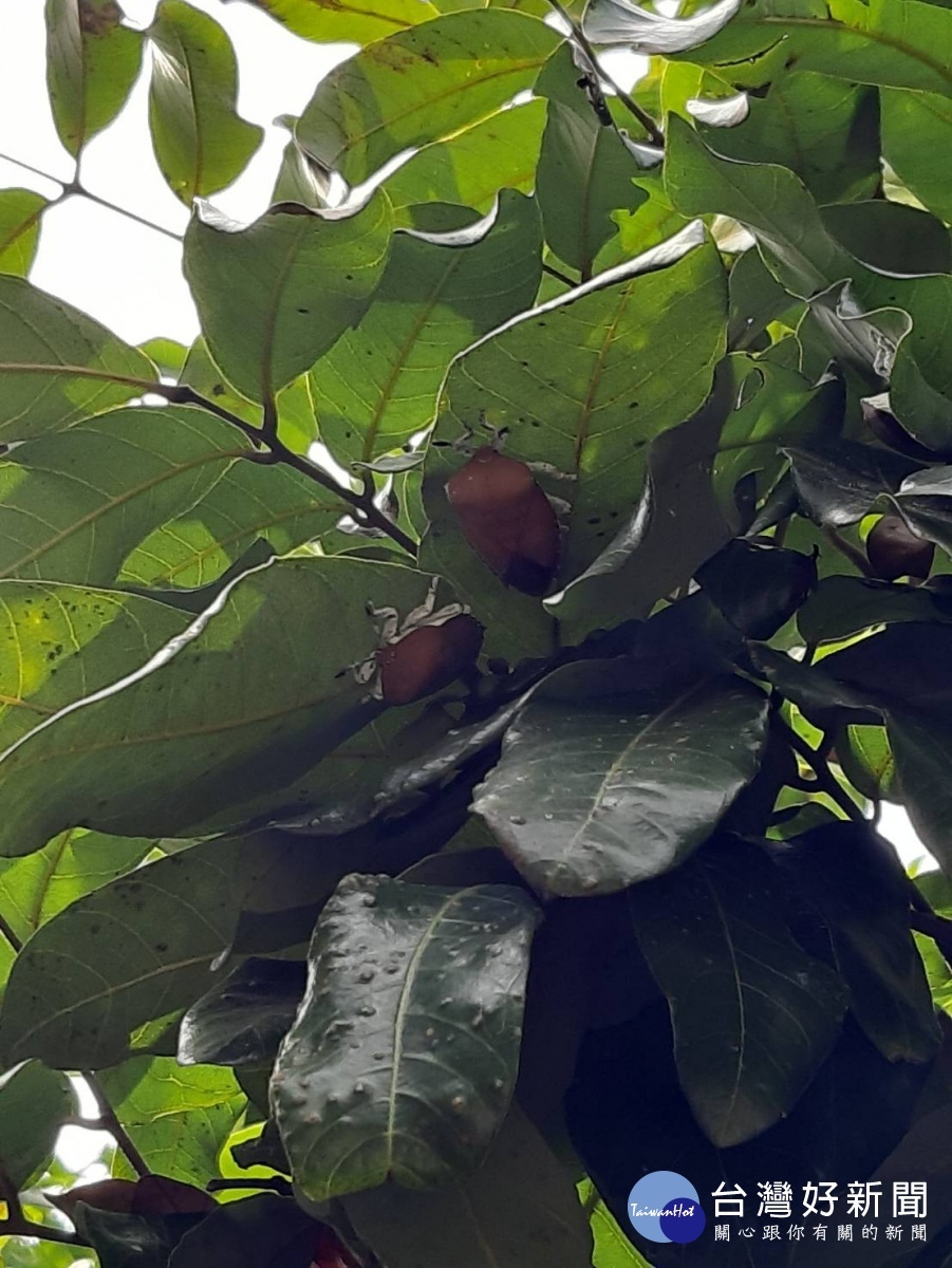 荔枝椿象,害蟲