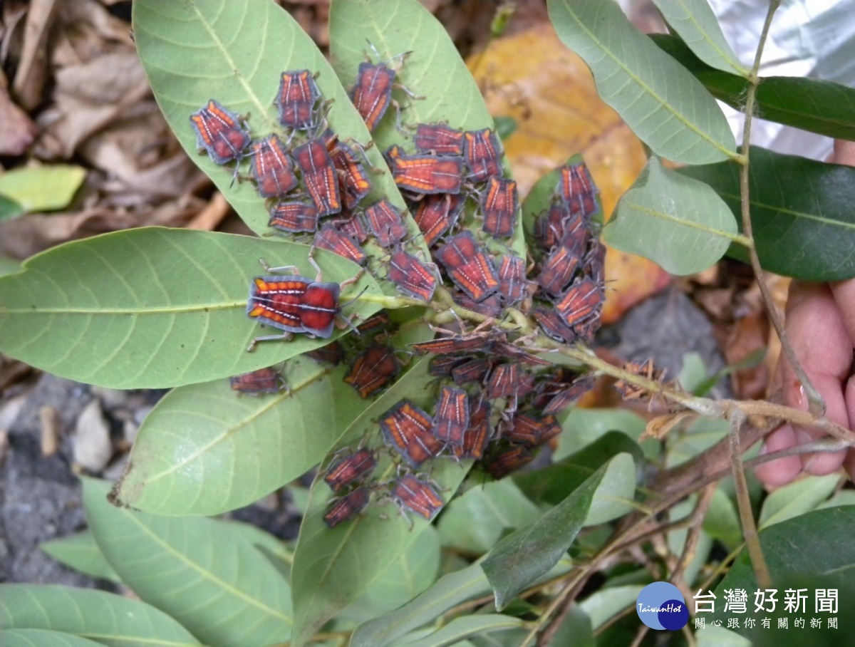 荔枝椿象幼蟲