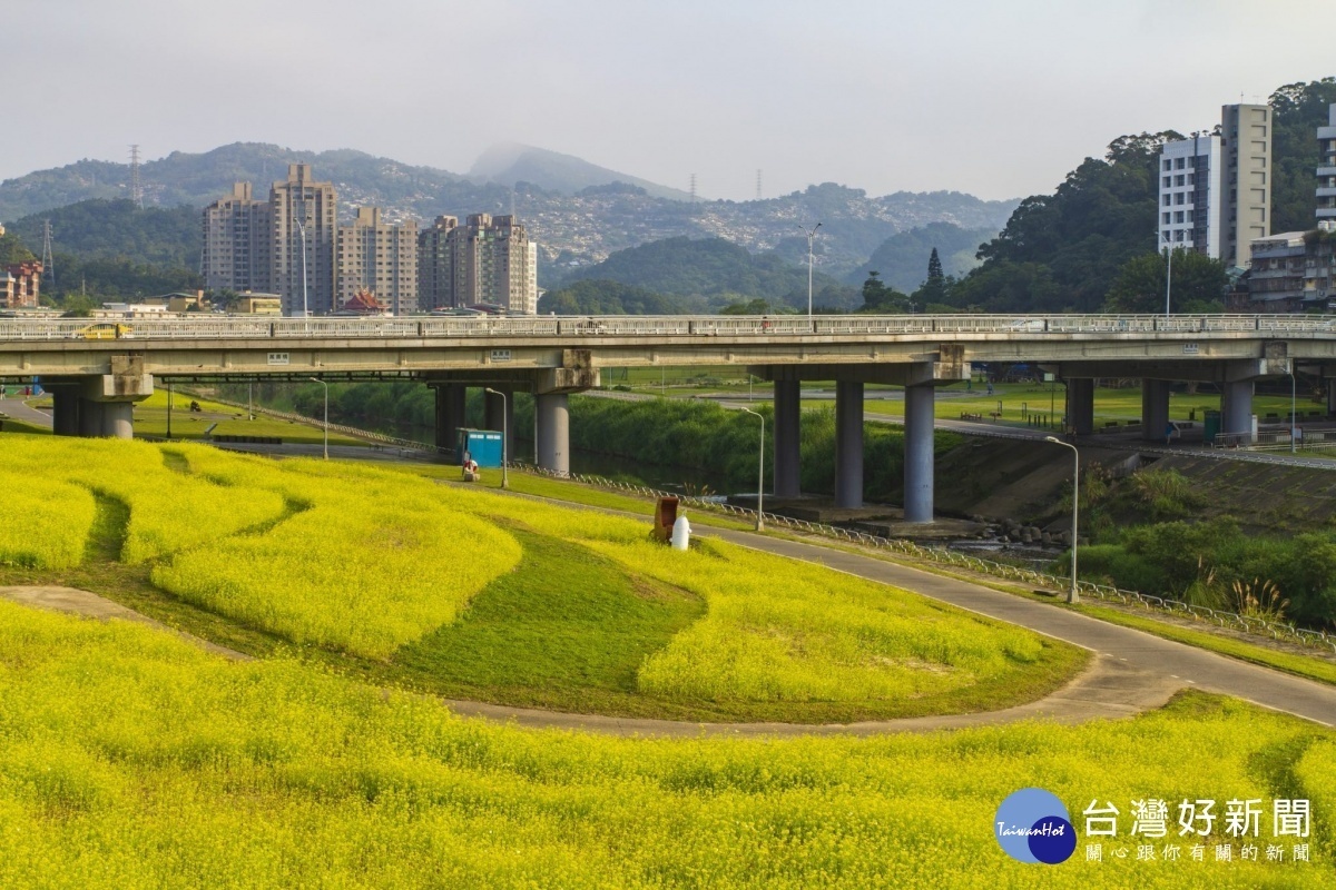 花海地點位於道南右岸河濱公園,萬壽橋下(圖/台北市水利處提供)
