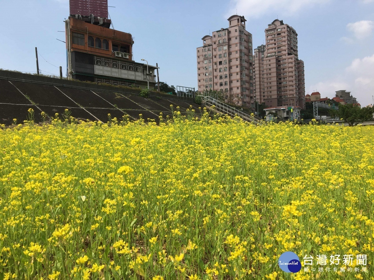 水利處從108年12月上旬便開始整地、撒播油菜籽 經過2個多月悉心照料 油菜花已盛開（圖／台北市水利處提供）