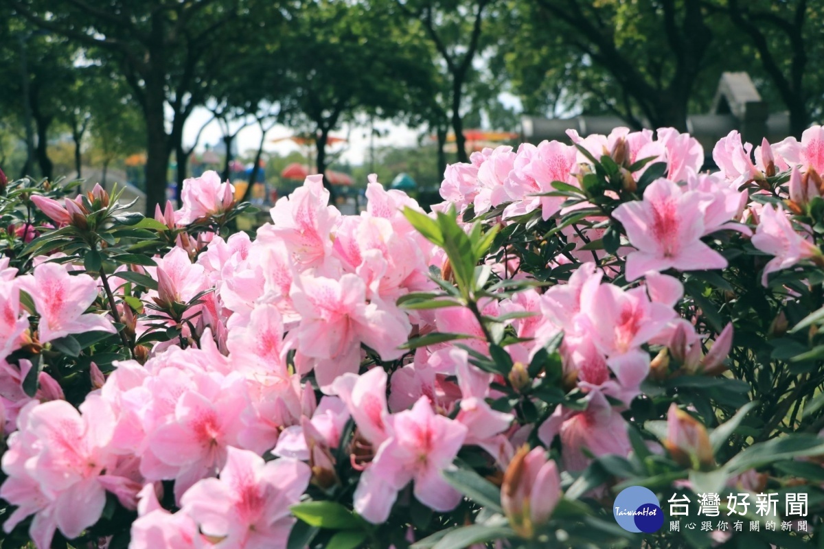 大安森林公園杜鵑花盛開