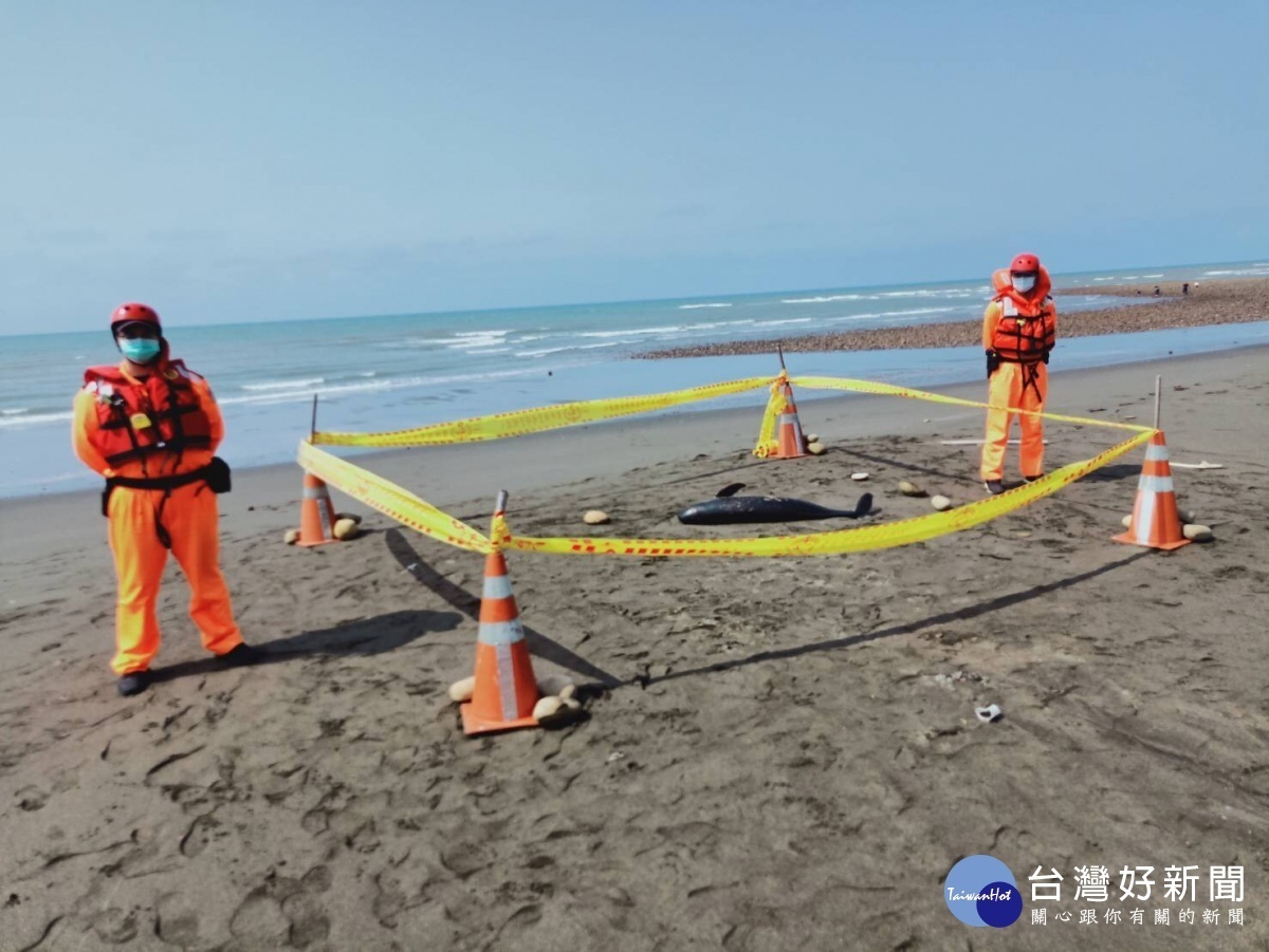 新屋區忘憂門岸際發現1隻死亡鯨豚,第八岸巡隊接獲通報後,聯繫中華鯨豚協會及桃市海岸管理工程處生態保育科協處。