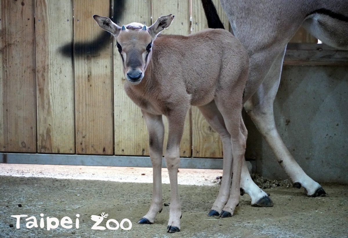 台北市立動物園非洲動物區今年再添一位新成員(圖/台北市立動物園)