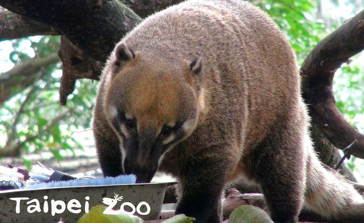 長鼻浣熊是三種浣熊科動物裡白天最活躍的(圖/台北市立動物園)